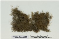 藏品(青苔科)的圖片